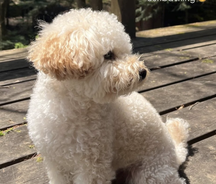 久次米一輝の兄と石森美月季の犬が同じ
